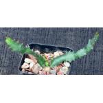 Euphorbia squarrosa 2-inch pots