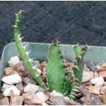 Euphorbia squarrosa 4-inch pots