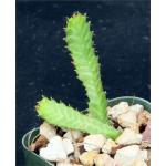 Euphorbia stellata 2-inch pots