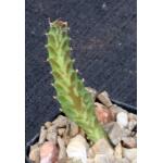 Euphorbia stellata 2-inch pots
