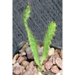 Euphorbia stellata 2-inch pots