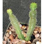 Euphorbia stellata 4-inch pots