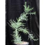 Euphorbia stenoclada ssp. stenoclada 2-gallon pots