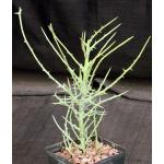 Euphorbia stenoclada ssp. stenoclada 5-inch pots
