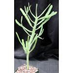 Euphorbia stenoclada ssp. ambatofinandranae 5-inch pots