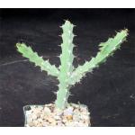Euphorbia subsalsa 4-inch pots