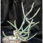 Euphorbia subsalsa 8-inch pots