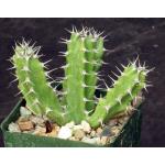 Euphorbia susan-holmesiae 4-inch pots
