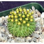 Euphorbia susannae 4-inch pots