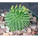 Euphorbia susannae 4-inch pots