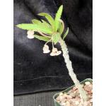 Euphorbia suzannae-marnierae 4-inch pots
