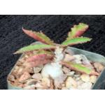 Euphorbia suzannae-marnierae 4-inch pots
