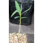 Euphorbia tanquahuete 4-inch pots