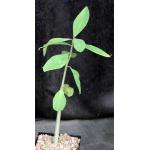 Euphorbia tanquahuete 5-inch pots