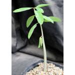 Euphorbia tanquahuete one-gallon pots