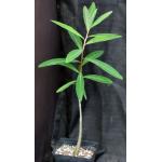 Euphorbia tanquahuete one-gallon pots