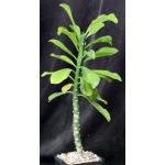 Euphorbia teke 5-inch pots