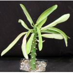 Euphorbia teke one-gallon pots