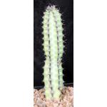 Euphorbia tescorum 5-inch pots