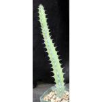 Euphorbia tescorum (Lav 12516) 5-inch pots