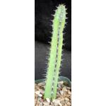 Euphorbia tescorum (PV 2496) 5-inch pots