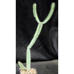 Euphorbia tescorum (PV 2496) 5-inch pots