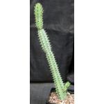 Euphorbia tescorum (Powys 766) one-gallon pots