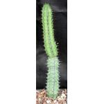Euphorbia tescorum (Powys 1127) 5-inch pots
