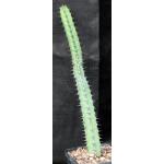 Euphorbia tescorum (Powys 766) 5-inch pots
