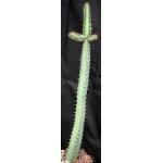 Euphorbia tescorum (Suyian) one-gallon pots