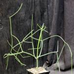 Euphorbia tirucalli (laro) 5-inch pots