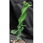 Euphorbia tortilis 5-inch pots