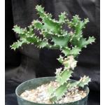 Euphorbia tortilis 8-inch pots