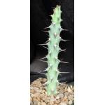 Euphorbia triaculeata (Sudan) 4-inch pots