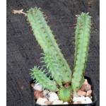 Euphorbia tubiglans 2-inch pots