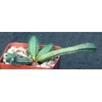 Euphorbia tubiglans 4-inch pots