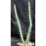 Euphorbia uhligiana 4-inch pots