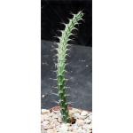 Euphorbia uhligiana 4-inch pots