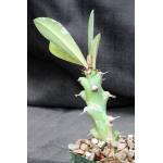 Euphorbia undulatifolia 4-inch pots
