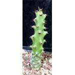 Euphorbia undulatifolia 5-inch pots