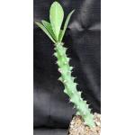 Euphorbia undulatifolia one-gallon pots