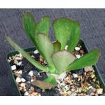 Euphorbia unispina 4-inch pots