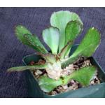 Euphorbia unispina 4-inch pots