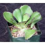 Euphorbia unispina 4-inch pots