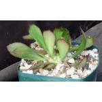 Euphorbia unispina 5-inch pots