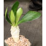 Euphorbia unispina 5-inch pots