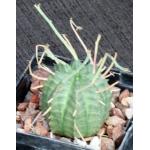 Euphorbia valida (GM 007) 4-inch pots