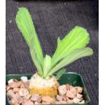 Euphorbia venenifica 4-inch pots