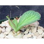 Euphorbia venenifica 4-inch pots