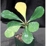 Euphorbia viguieri var. vilanandrensis 4-inch pots